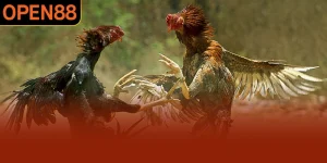 Đá Gà OPEN88 - Trải Nghiệm Sân Chơi Chuẩn Bị Ra Mắt 2026